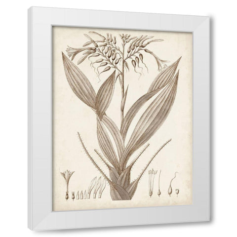 Sepia Exotic Plants VII White Modern Wood Framed Art Print by Vision Studio