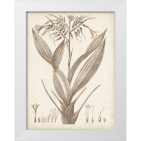 Sepia Exotic Plants VII White Modern Wood Framed Art Print by Vision Studio