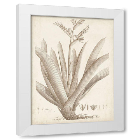 Sepia Exotic Plants VIII White Modern Wood Framed Art Print by Vision Studio