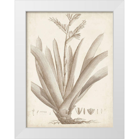 Sepia Exotic Plants VIII White Modern Wood Framed Art Print by Vision Studio