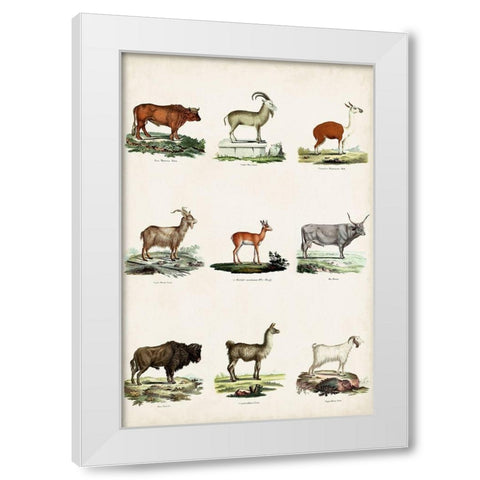 Antique Animal Chart I White Modern Wood Framed Art Print by Vision Studio