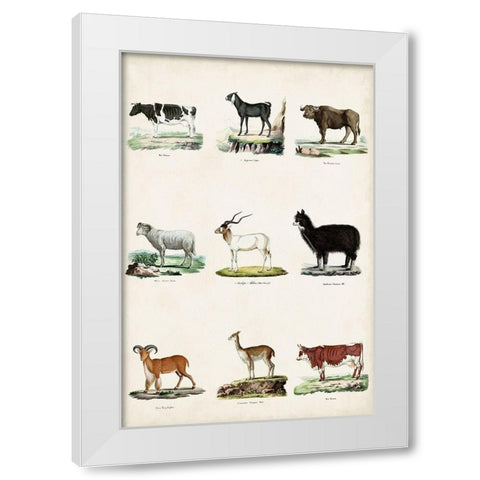 Antique Animal Chart II White Modern Wood Framed Art Print by Vision Studio