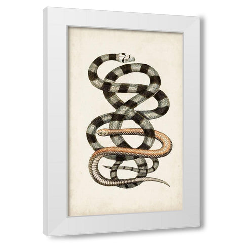 Antique Snakes I White Modern Wood Framed Art Print by Vision Studio