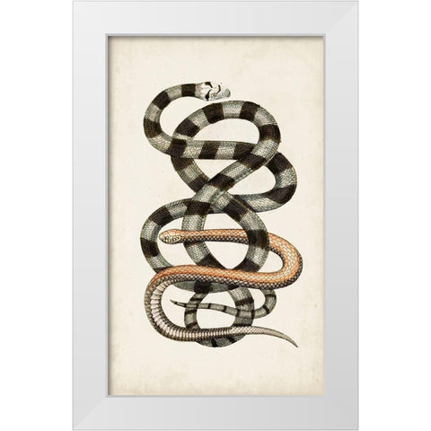 Antique Snakes I White Modern Wood Framed Art Print by Vision Studio