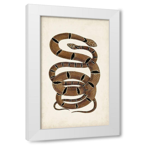 Antique Snakes III White Modern Wood Framed Art Print by Vision Studio
