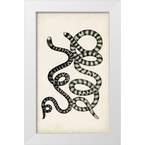 Antique Snakes VI White Modern Wood Framed Art Print by Vision Studio