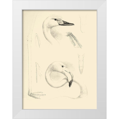 Waterbird Sketchbook II White Modern Wood Framed Art Print by Vision Studio