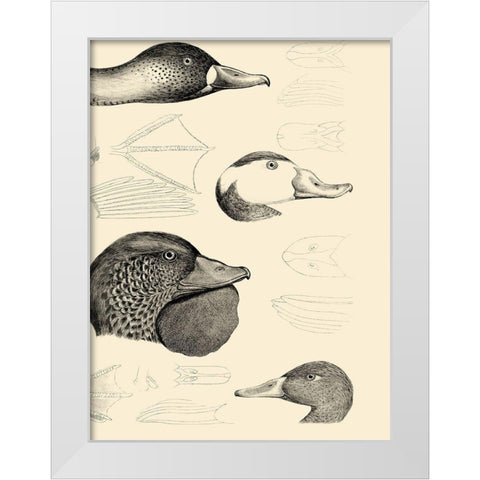 Waterbird Sketchbook IV White Modern Wood Framed Art Print by Vision Studio