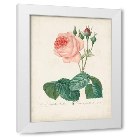 Vintage Redoute Roses I White Modern Wood Framed Art Print by Redoute, Pierre