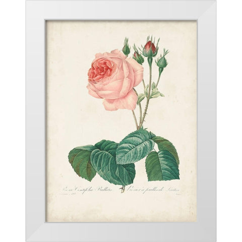 Vintage Redoute Roses I White Modern Wood Framed Art Print by Redoute, Pierre