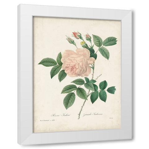 Vintage Redoute Roses II White Modern Wood Framed Art Print by Redoute, Pierre
