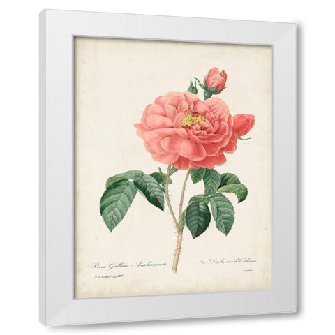 Vintage Redoute Roses III White Modern Wood Framed Art Print by Redoute, Pierre