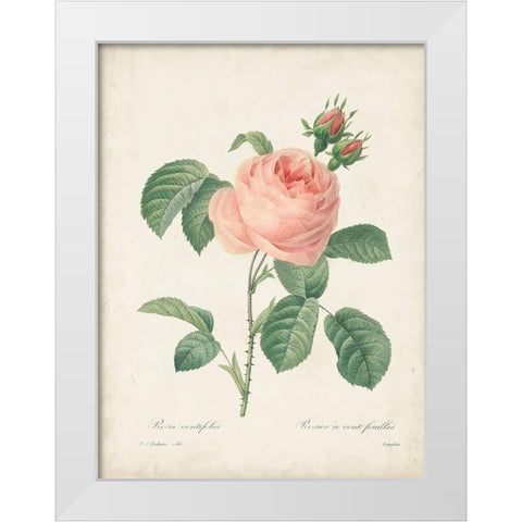Vintage Redoute Roses IV White Modern Wood Framed Art Print by Redoute, Pierre