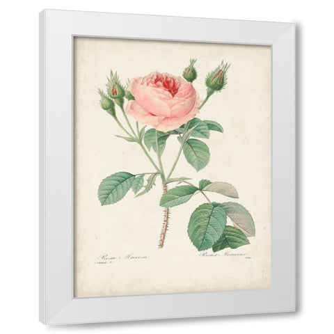 Vintage Redoute Roses VI White Modern Wood Framed Art Print by Redoute, Pierre