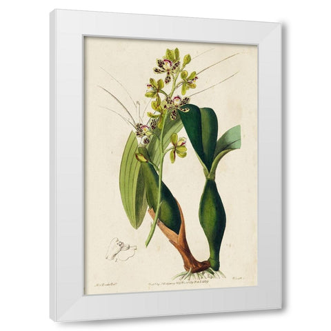 Small Spring Orchid III White Modern Wood Framed Art Print by Ridgeway
