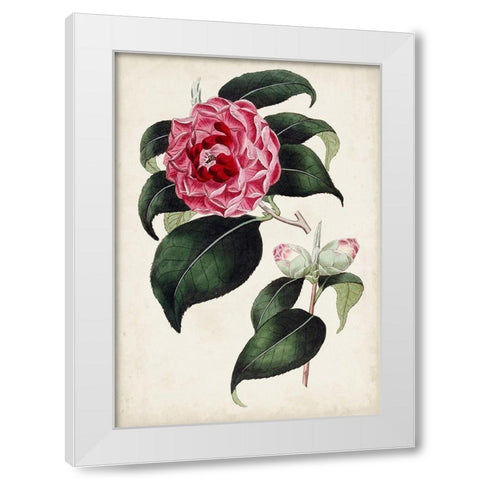 Garden Gems II White Modern Wood Framed Art Print by Curtis