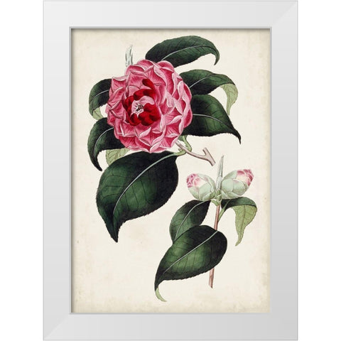 Garden Gems II White Modern Wood Framed Art Print by Curtis