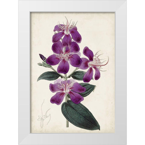 Garden Gems IV White Modern Wood Framed Art Print by Curtis