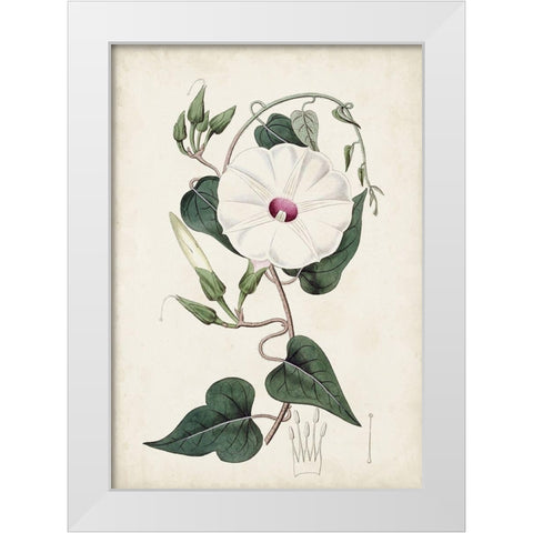 Garden Gems V White Modern Wood Framed Art Print by Curtis