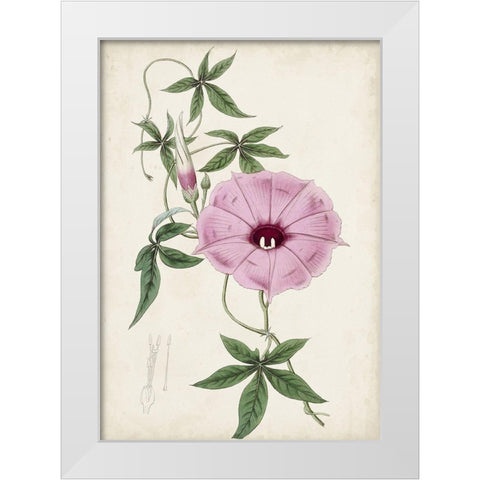 Garden Gems IX White Modern Wood Framed Art Print by Curtis