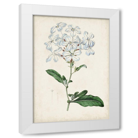 Garden Gems XII White Modern Wood Framed Art Print by Curtis