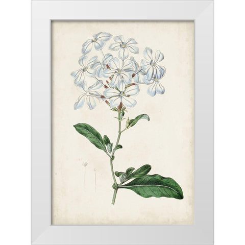 Garden Gems XII White Modern Wood Framed Art Print by Curtis