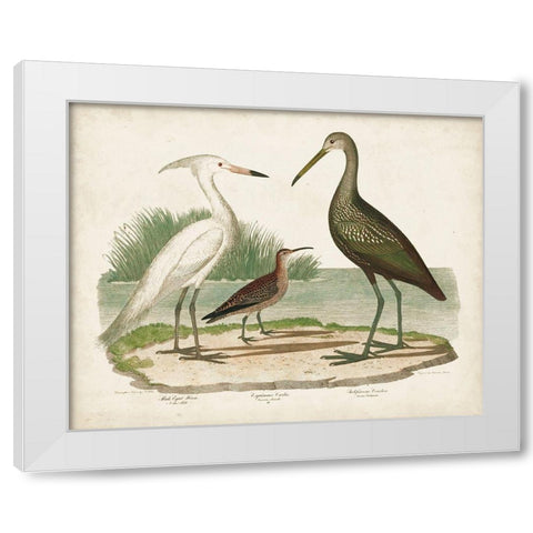 Waterbird Trio I White Modern Wood Framed Art Print by Wilson, Alexander