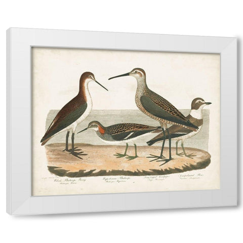 Waterbird Trio II White Modern Wood Framed Art Print by Wilson, Alexander