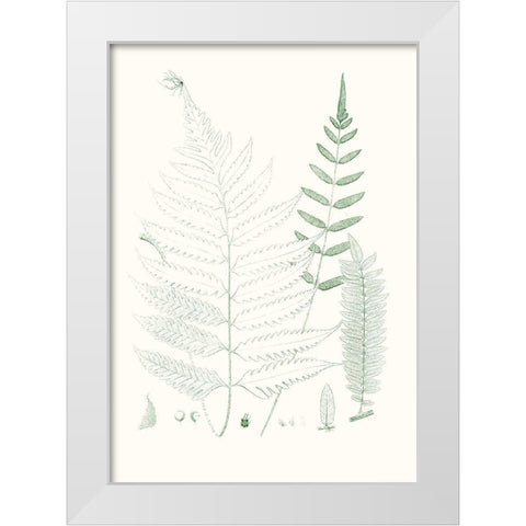 Verdure Ferns II White Modern Wood Framed Art Print by Vision Studio