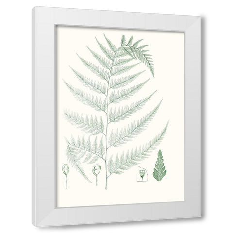 Verdure Ferns III White Modern Wood Framed Art Print by Vision Studio