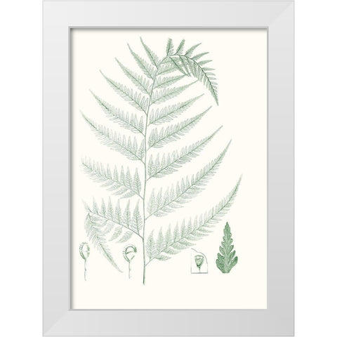 Verdure Ferns III White Modern Wood Framed Art Print by Vision Studio