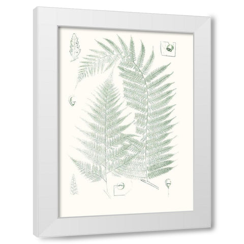Verdure Ferns IV White Modern Wood Framed Art Print by Vision Studio