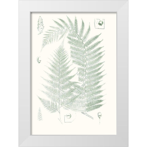 Verdure Ferns IV White Modern Wood Framed Art Print by Vision Studio