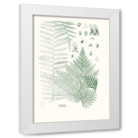 Verdure Ferns V White Modern Wood Framed Art Print by Vision Studio