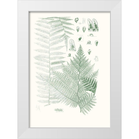 Verdure Ferns V White Modern Wood Framed Art Print by Vision Studio