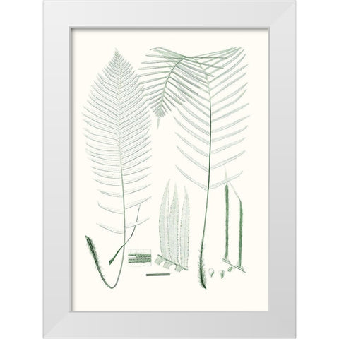 Verdure Ferns VII White Modern Wood Framed Art Print by Vision Studio