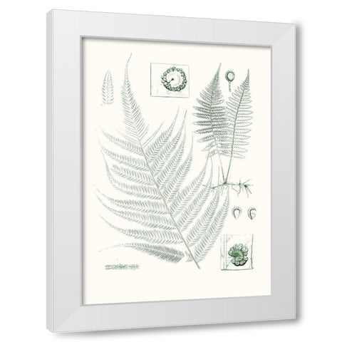 Verdure Ferns VIII White Modern Wood Framed Art Print by Vision Studio