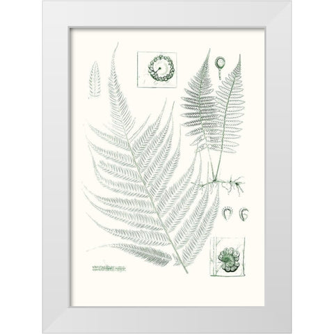 Verdure Ferns VIII White Modern Wood Framed Art Print by Vision Studio