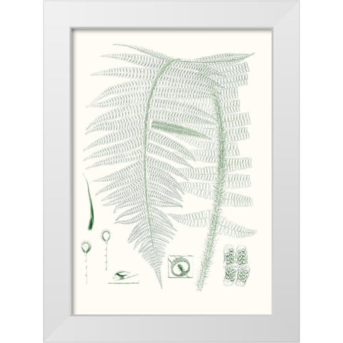 Verdure Ferns IX White Modern Wood Framed Art Print by Vision Studio