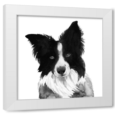 Border Collie I White Modern Wood Framed Art Print by Popp, Grace