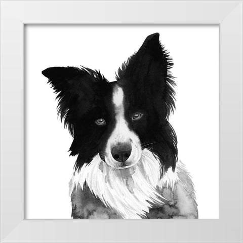 Border Collie I White Modern Wood Framed Art Print by Popp, Grace