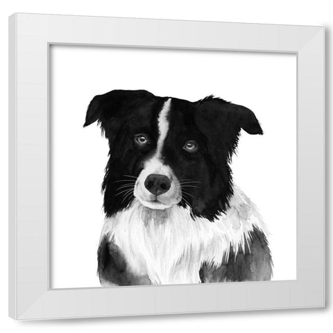 Border Collie II White Modern Wood Framed Art Print by Popp, Grace