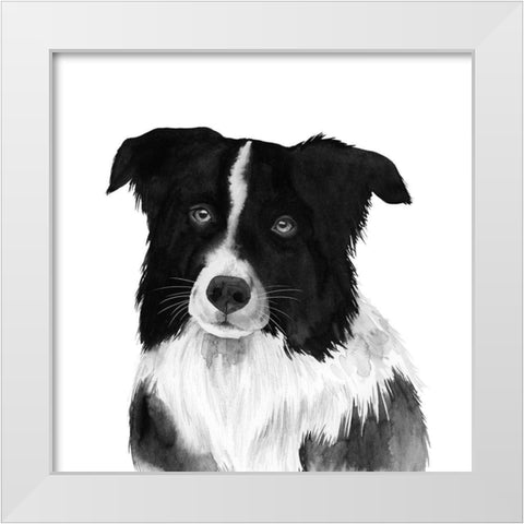 Border Collie II White Modern Wood Framed Art Print by Popp, Grace