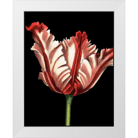 Vibrant Tulips II White Modern Wood Framed Art Print by Harper, Ethan