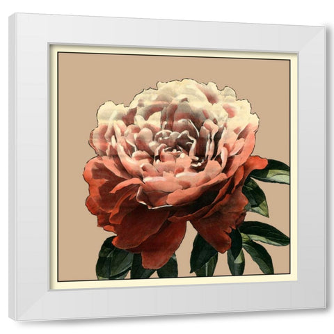 Heirloom Rose II White Modern Wood Framed Art Print by Zarris, Chariklia