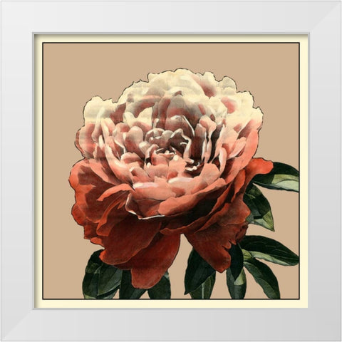 Heirloom Rose II White Modern Wood Framed Art Print by Zarris, Chariklia