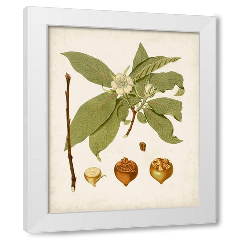 Antique Leaves I White Modern Wood Framed Art Print by Unknown