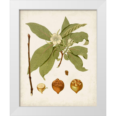 Antique Leaves I White Modern Wood Framed Art Print by Unknown