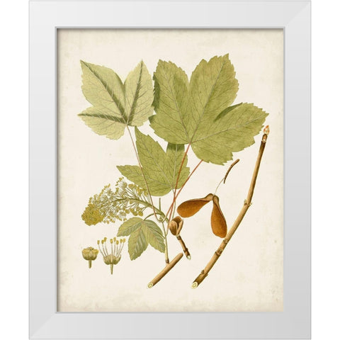Antique Leaves IV White Modern Wood Framed Art Print by Unknown