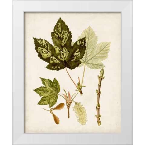 Antique Leaves V White Modern Wood Framed Art Print by Unknown